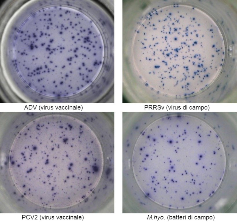 Figura 1. Risposta IFN-γ ELISPOT antigene-specífica su PBMC nei confronti dei patogeni suini: ADV: Virus della Malattia di Aujeszky; PRRSv; PCV2; M.hyo. Mycoplasma hyopneumoniae. Ogni punto è causato dalla secrezione di IFN-γ dei linfociti T di memoria/effettrici riattivati. (tra parentisi i patogeni usati per la riattivazione)